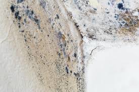 Why You Should Choose Our Mold Remediation Services in Stevenson, WA